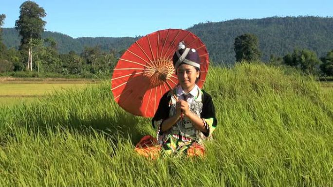 来自老挝的苗族人在稻田里