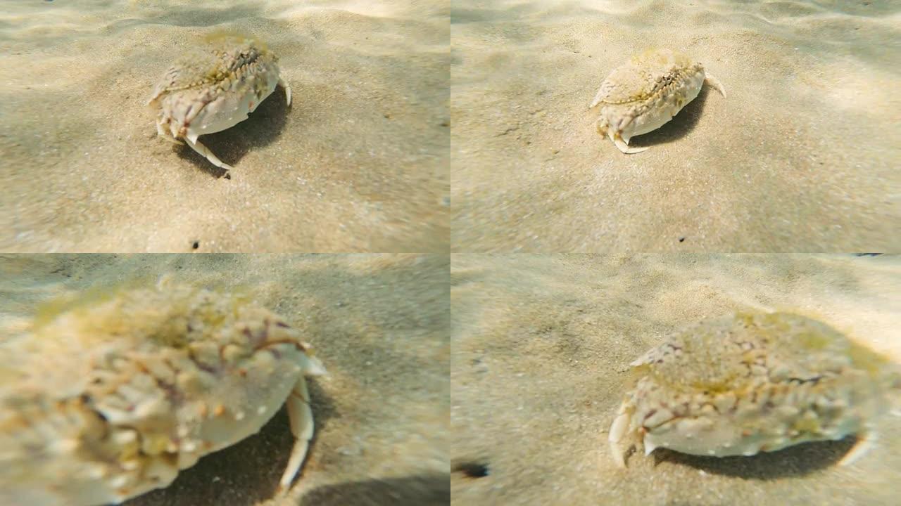 沙蟹沙蟹螃蟹