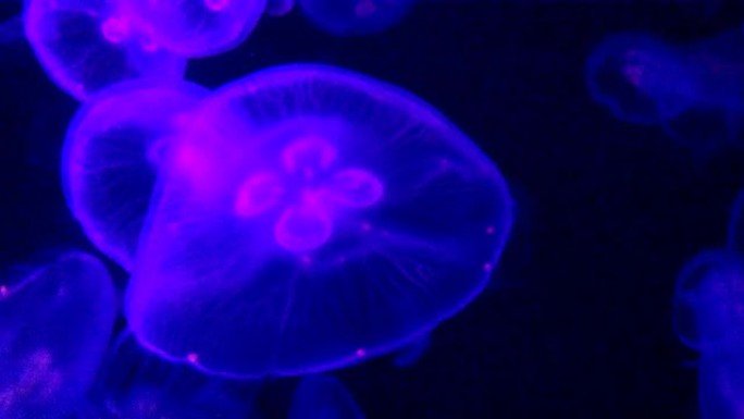 圆形紫色圆形水母鱼变色