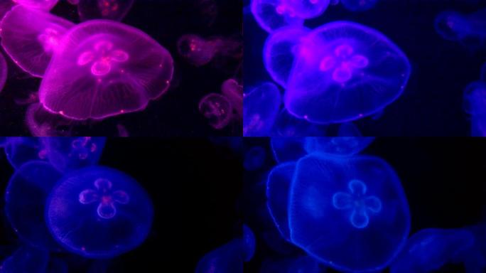圆形紫色圆形水母鱼变色