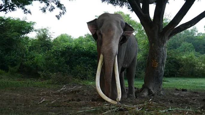 泰国素林的亚洲象长长的象牙大型哺乳动物自