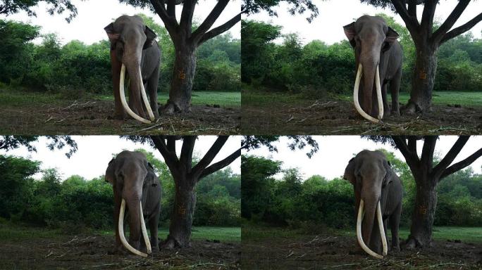 泰国素林的亚洲象长长的象牙大型哺乳动物自