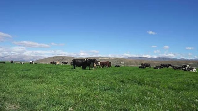 蓝天下有奶牛的牧场