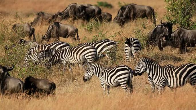 肯尼亚的大牛羚迁徙