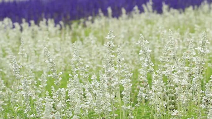 白花花粉