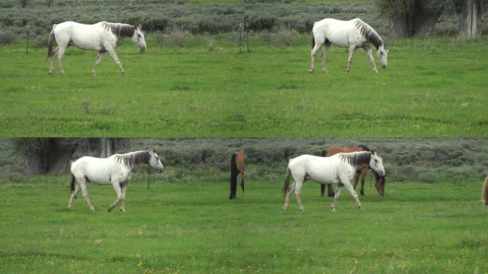 白马在牧场漫步白马在牧场漫步