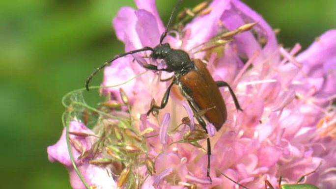 长角甲虫大自然花卉