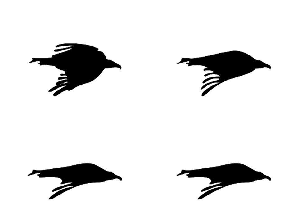 鹰、渡鸦或海鸥鸟动画循环