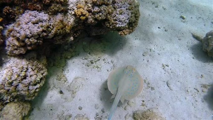 珊瑚礁上的游泳蓝斑肋尾鳐-红海