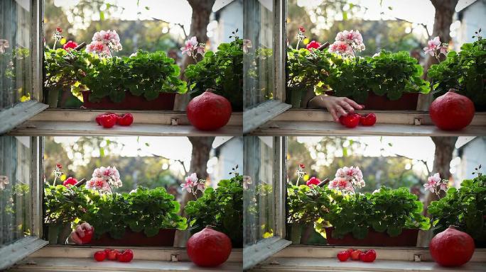 高清: 从窗架上偷西红柿