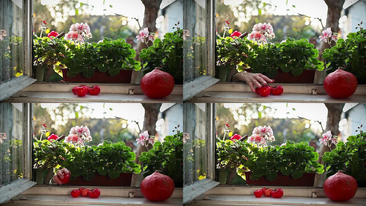 高清: 从窗架上偷西红柿