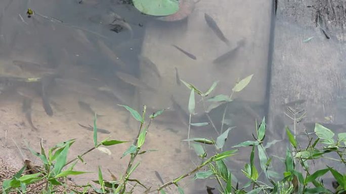 鱼在桥上游动。