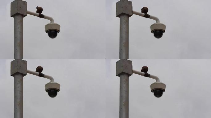 pol CCTV上的鸟