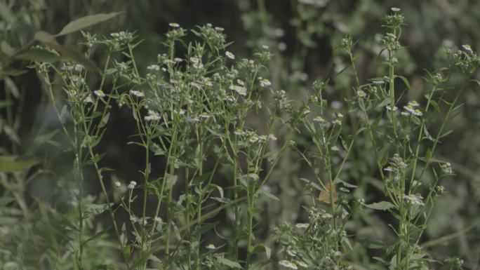 4k植物 野外 野花