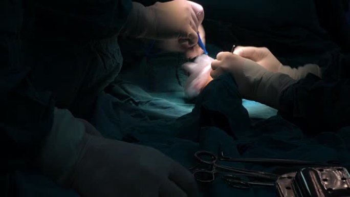 血管外科医生在手术中使用烧灼术