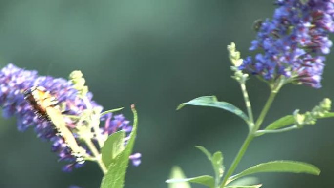 带帝王蝶的蓝色花朵