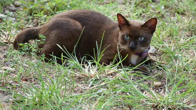 棕色的猫坐在花园里的草地上