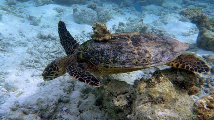 珊瑚礁上有贝壳的海龟-马尔代夫