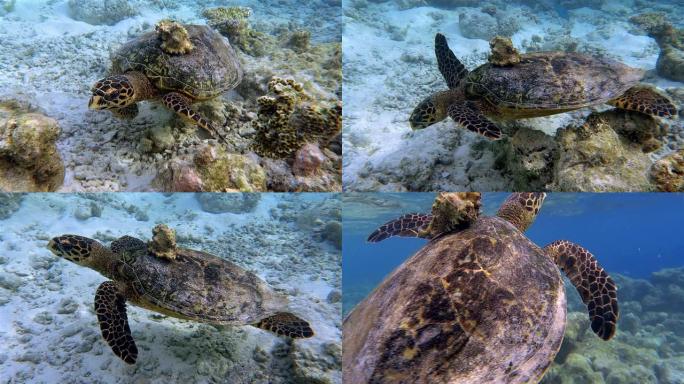 珊瑚礁上有贝壳的海龟-马尔代夫