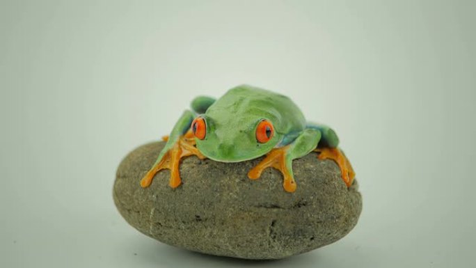 红眼树蛙绿蛙石头青蛙