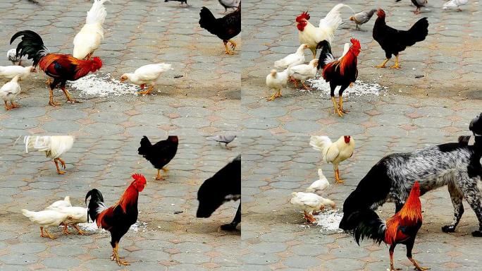 鸡肉吃米饭大公鸡鸣叫打鸣鸡群吃食啄食