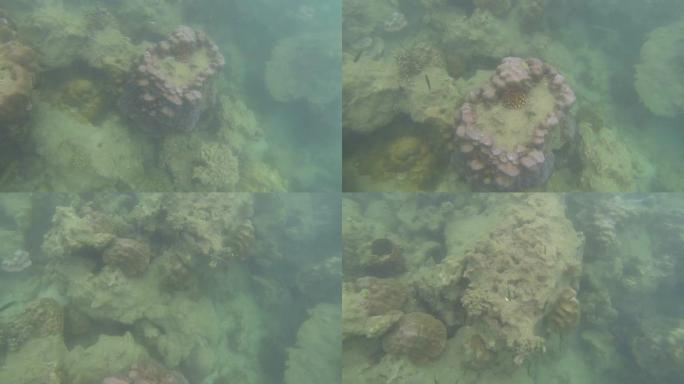 珊瑚热带鱼群海洋大海野生动物