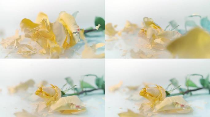 SLO MO冻结的黄色玫瑰在白色表面上碎了
