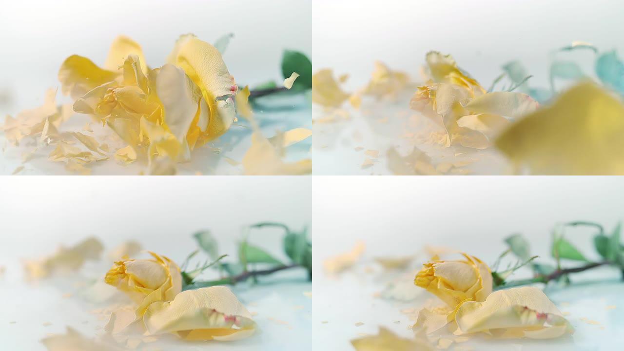 SLO MO冻结的黄色玫瑰在白色表面上碎了
