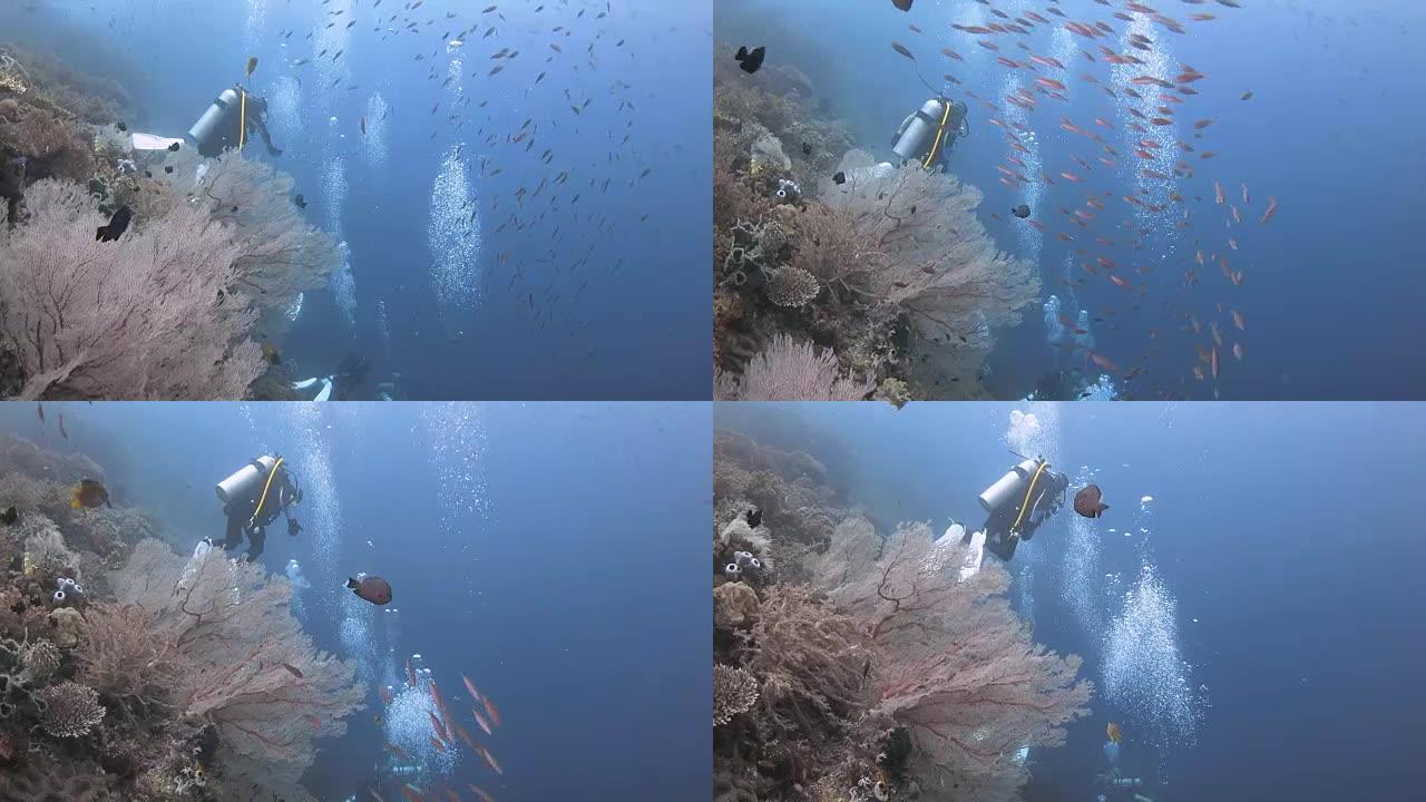 潜水,珊瑚礁,拉贾安帕特,印度尼西亚
