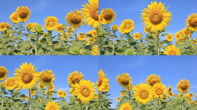 HD DOLLY：向日葵在向日葵的田野里。在清晨的天空