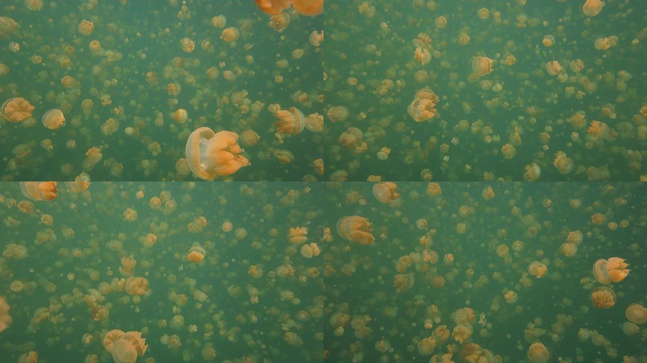 浮潜,水母湖,帛琉,密克罗尼西亚