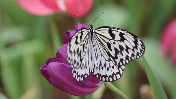 黑白相间的蝴蝶在紫色郁金香上扇动翅膀，冠状平面拍摄。