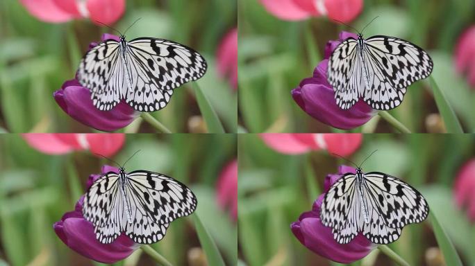 黑白相间的蝴蝶在紫色郁金香上扇动翅膀，冠状平面拍摄。