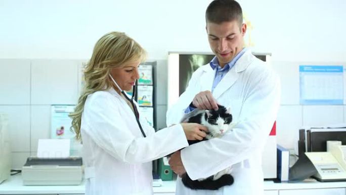 兽医正在检查一只猫。