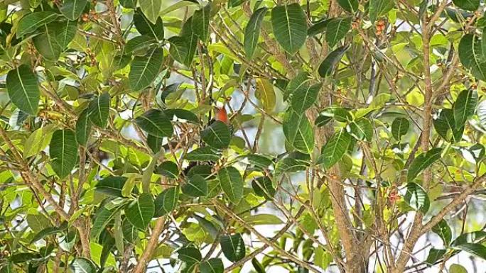 红腹啄木鸟吃树上的无花果