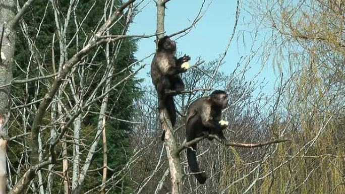棕色卷尾猴在树上吃东西