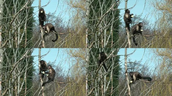 棕色卷尾猴在树上吃东西