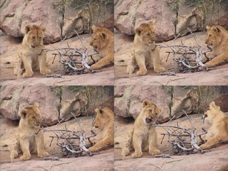 狮子家族可爱搞笑狮子