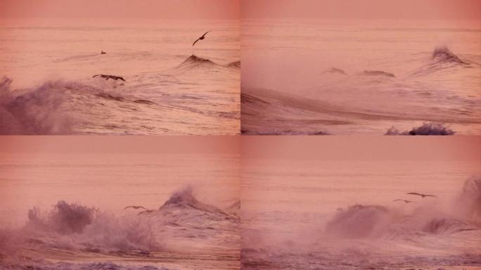 清晨，海浪拍打海滩，鹈鹕飞翔