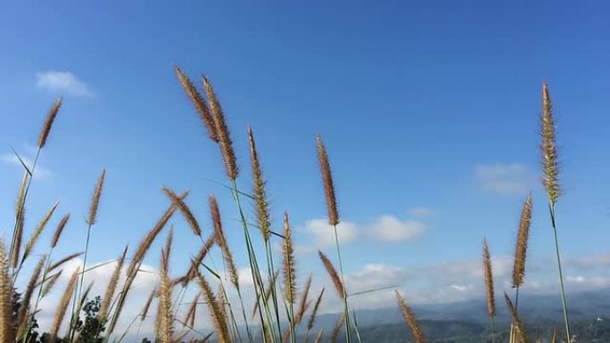 风中的草花-股票视频