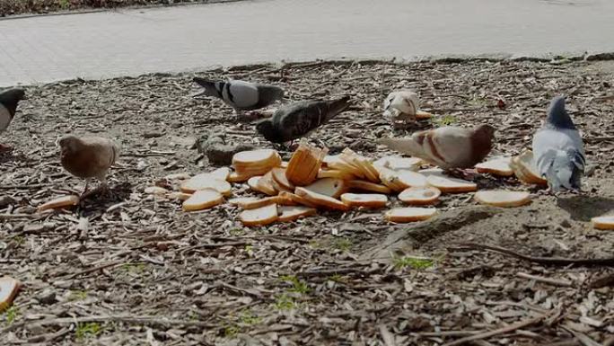 鸽子在吃面包鸽子在吃面包