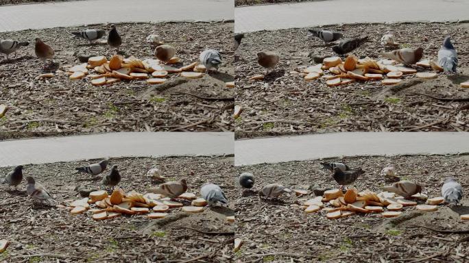 鸽子在吃面包鸽子在吃面包