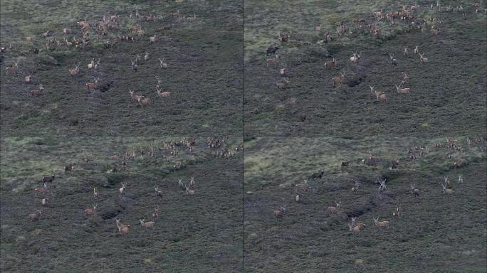 兰诺奇摩尔的马鹿-鸟瞰图-苏格兰、珀斯和金罗斯，英国