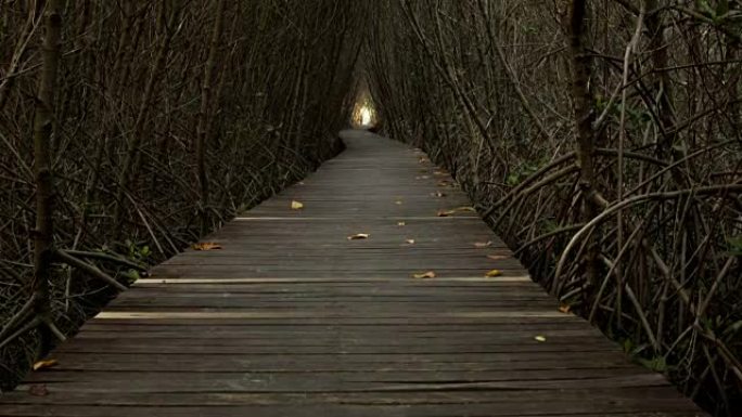 红树林中的木桥。