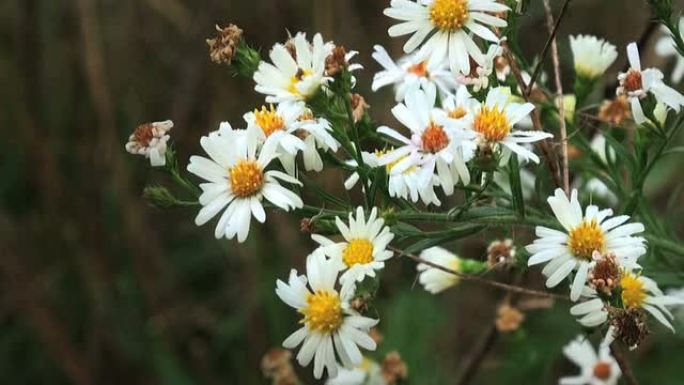 雏菊白色野花雏菊白色野花