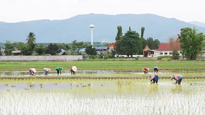 农民通过插秧种植水稻。