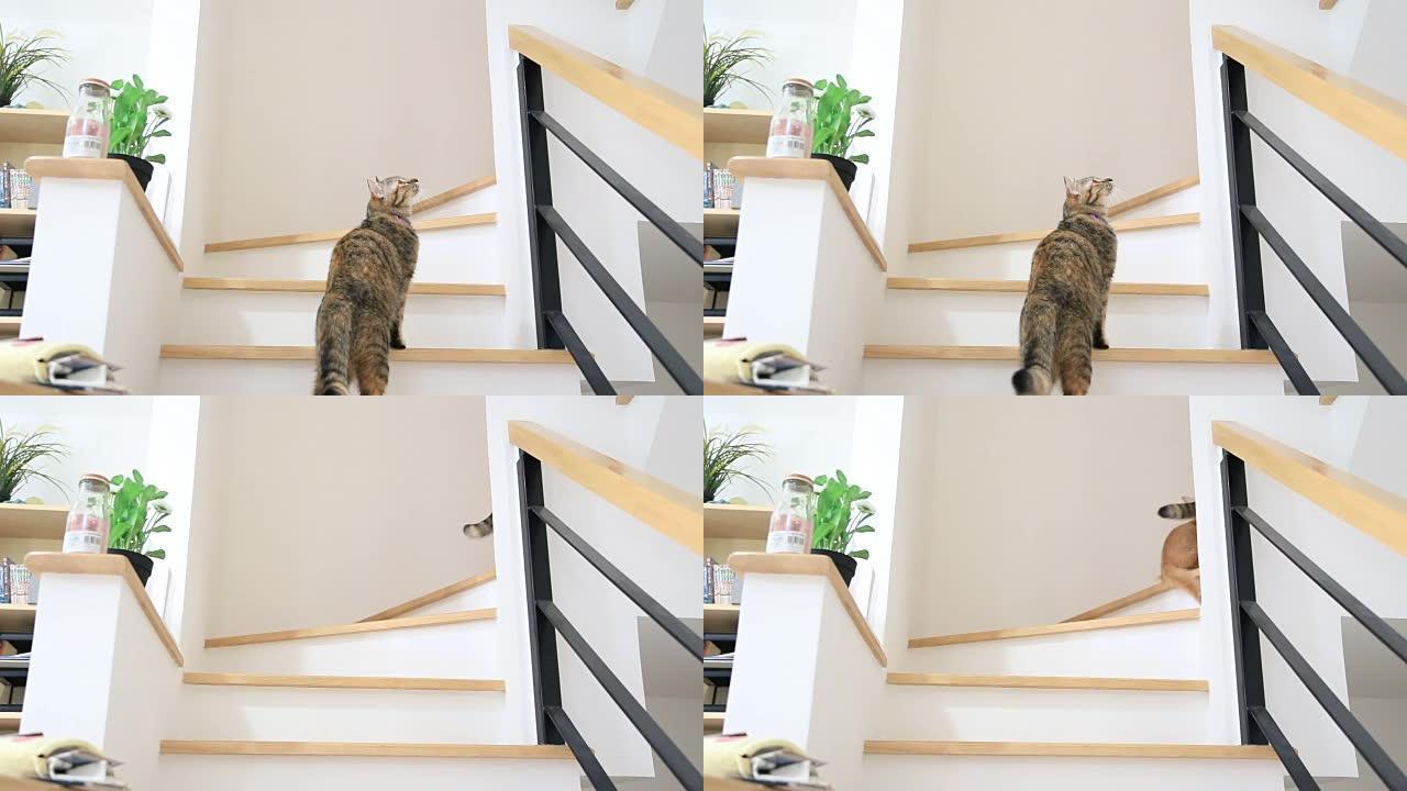 楼梯楼梯小猫