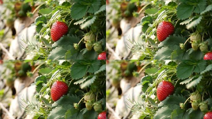 草莓田或草莓