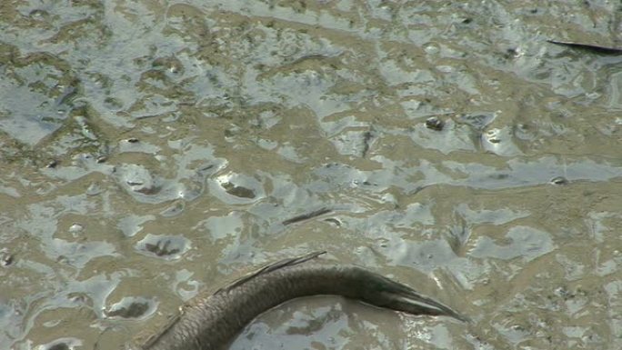 弹涂鱼沼泽生物