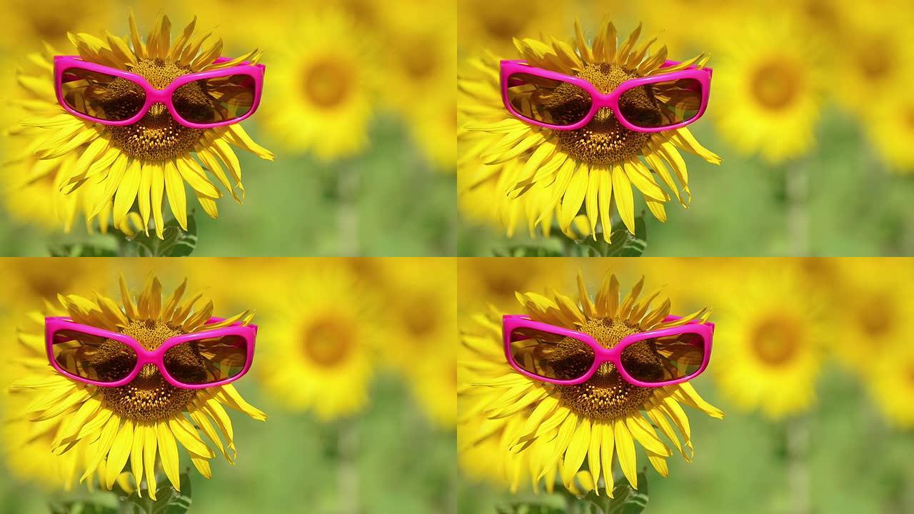 眼镜向日葵